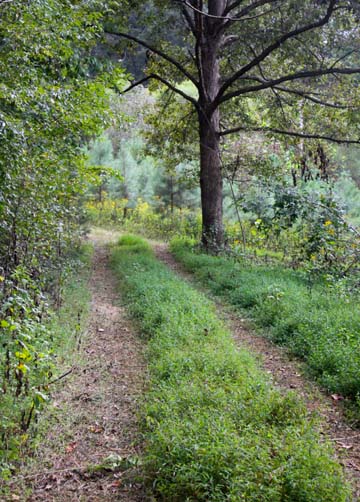 nc_End of summer lane_073