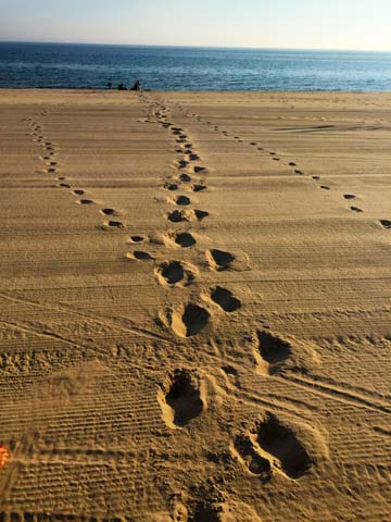 footprints in the sand_078