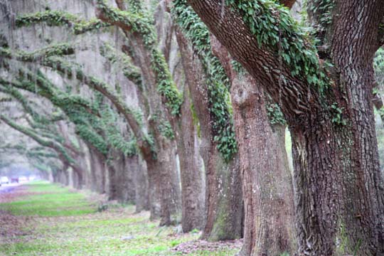 landscape gallery south