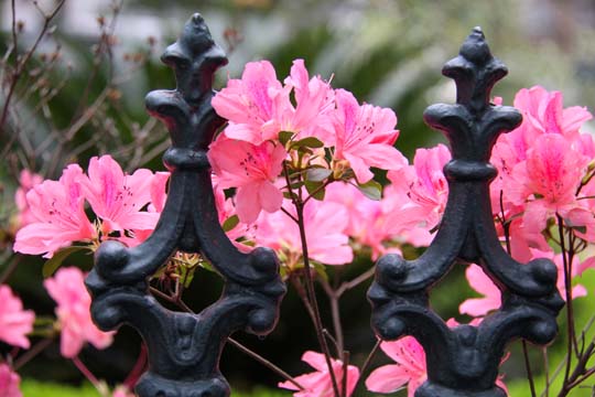 plant gallery pink