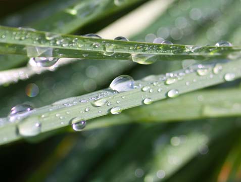 gr_Dew Drops_2373.