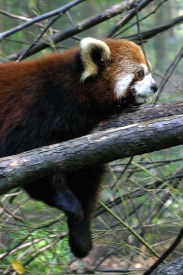3_ba_Red Panda3724