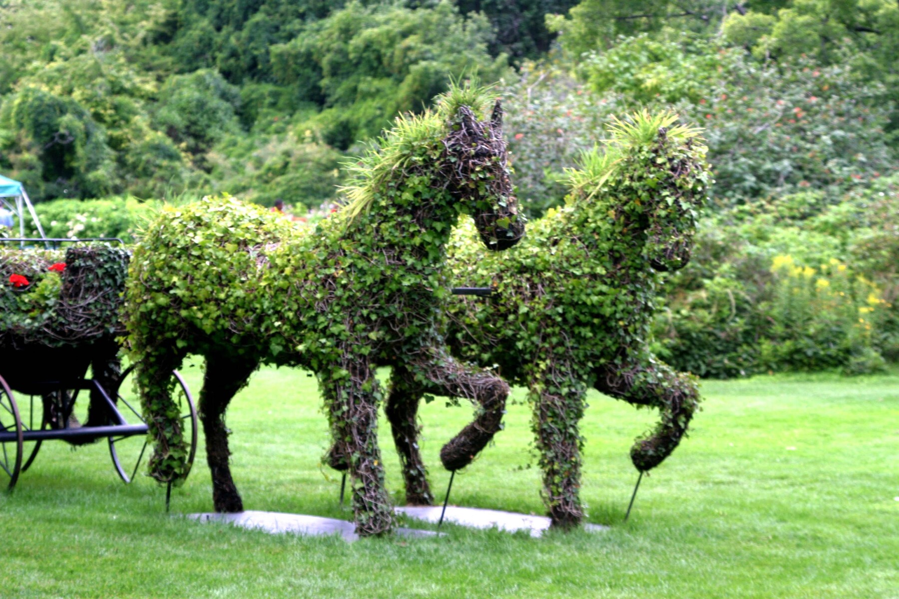 Mackinaw ponies