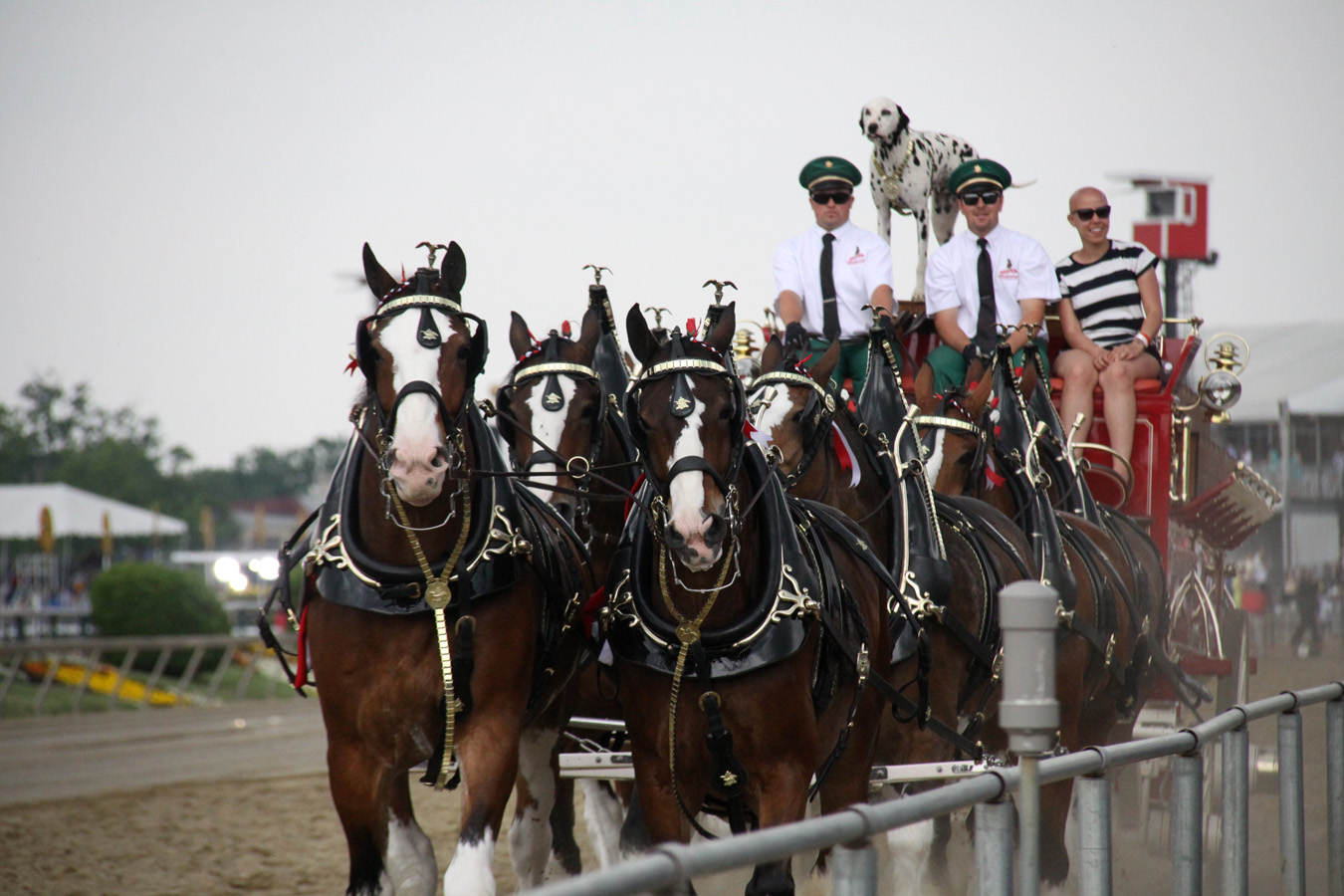 draft hoses at the races