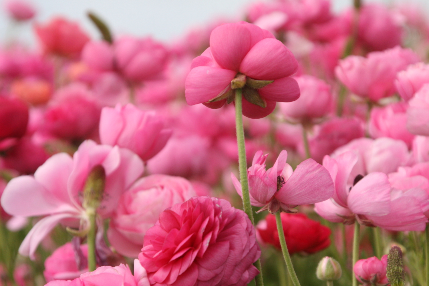 pink beauties