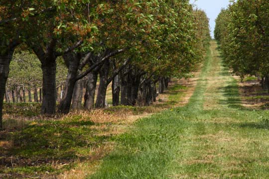 mi_Orchard_0600