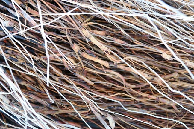 palm tree roots_166