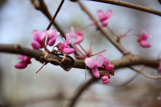 bpu_Crape myrtle 009