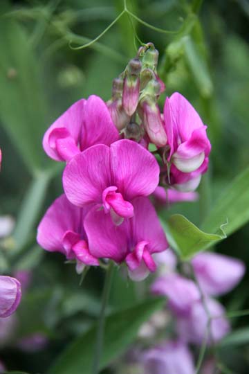 bpu_Sweet Pea_0065