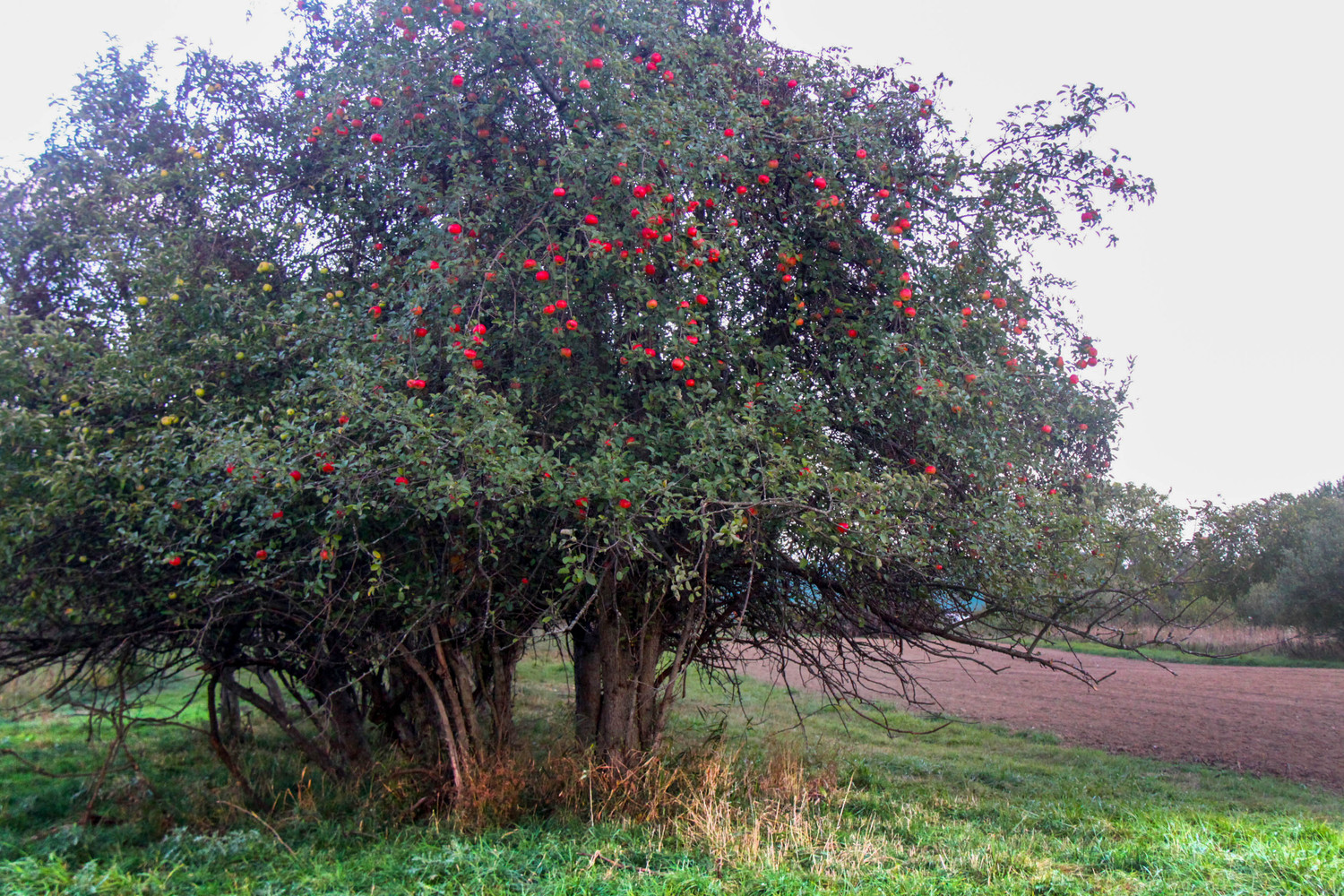 Apple tree at the farm