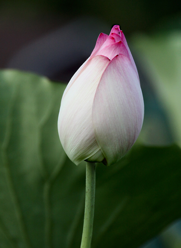 pin_The single bud_ 253