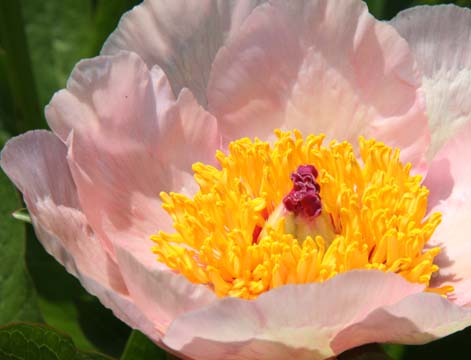 gallery plants_pink