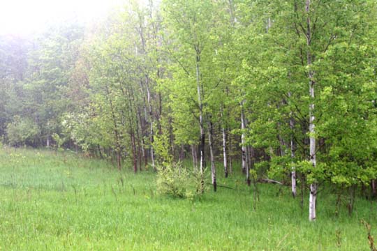 mi_7908  Edge of the woods