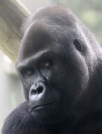 3_mo_Gorilla2290