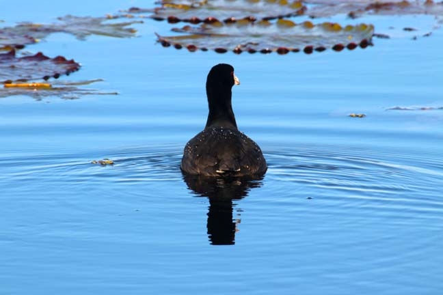 bi_swimming away_068