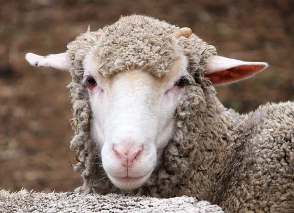 marino sheep_106