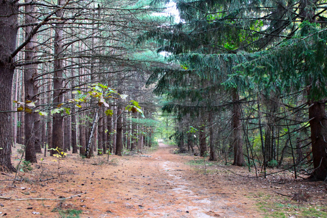 mi_horsepath_259
