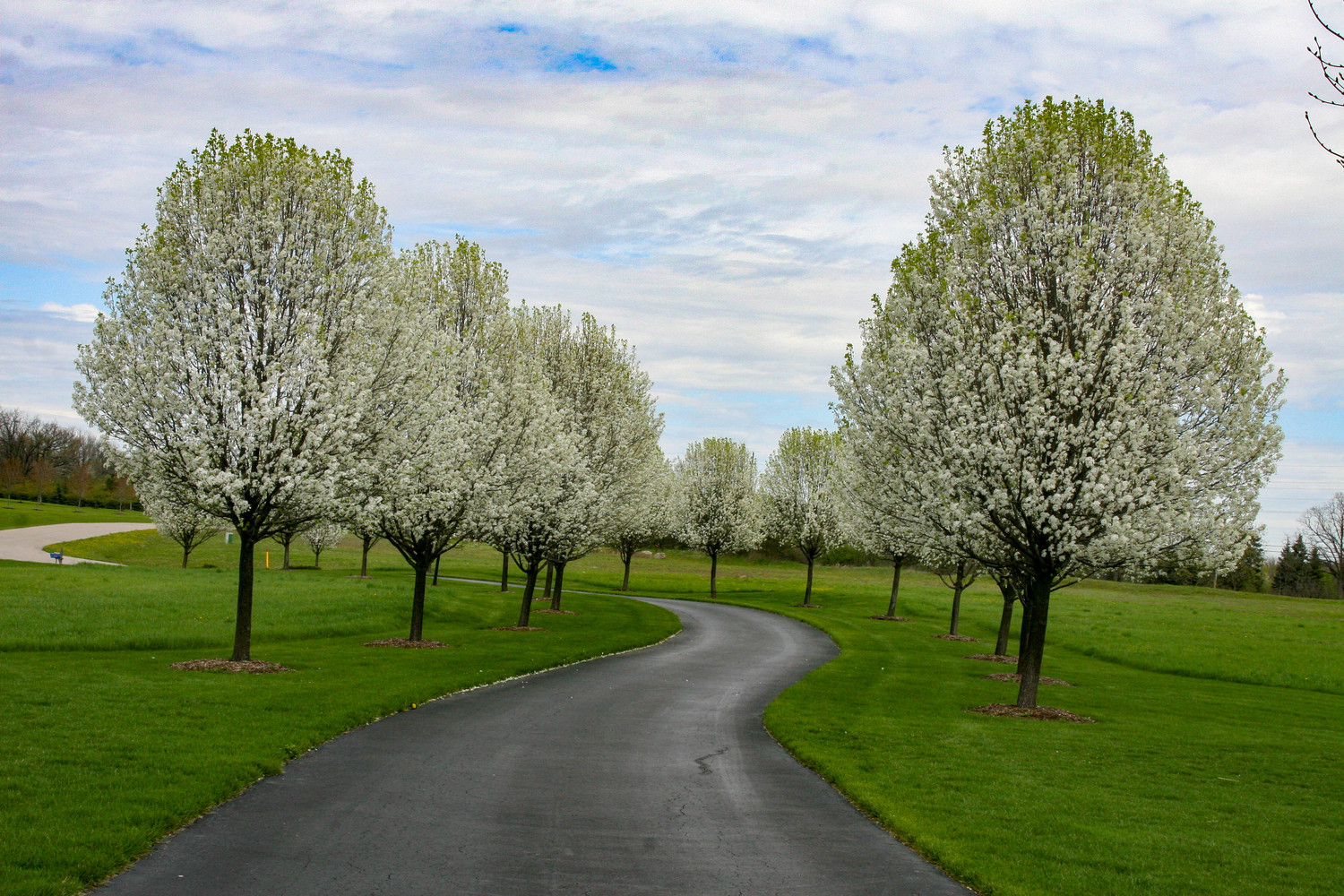 driveway in Dexter