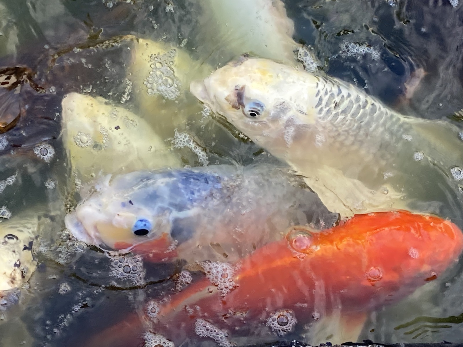 Koi 3