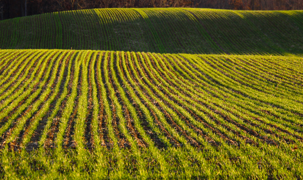 mi_Wheatfield_0054