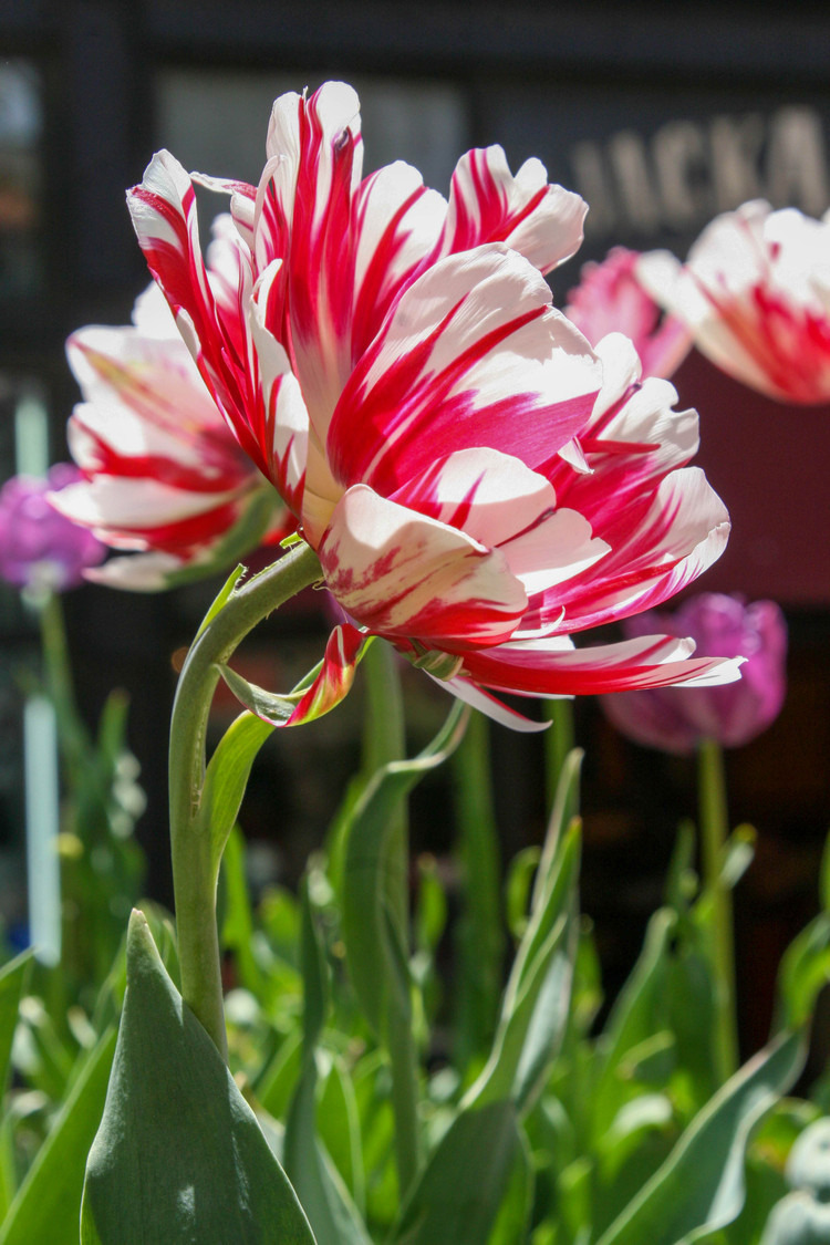 holland tulip