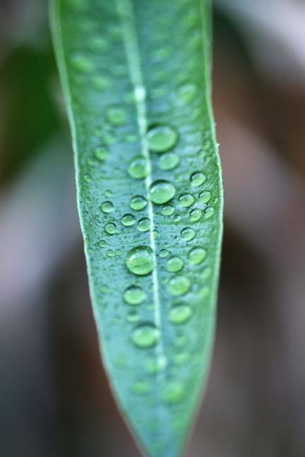 morning rain_015