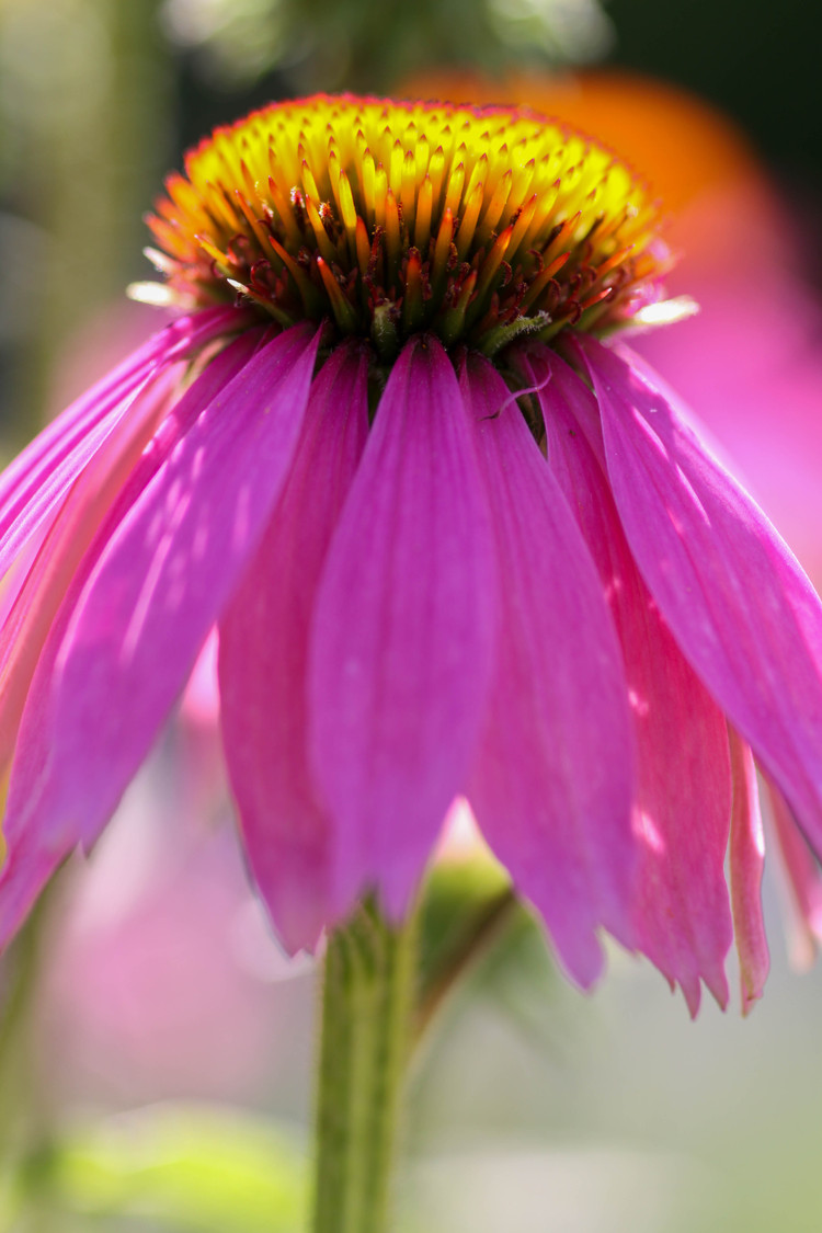 pink zinnea