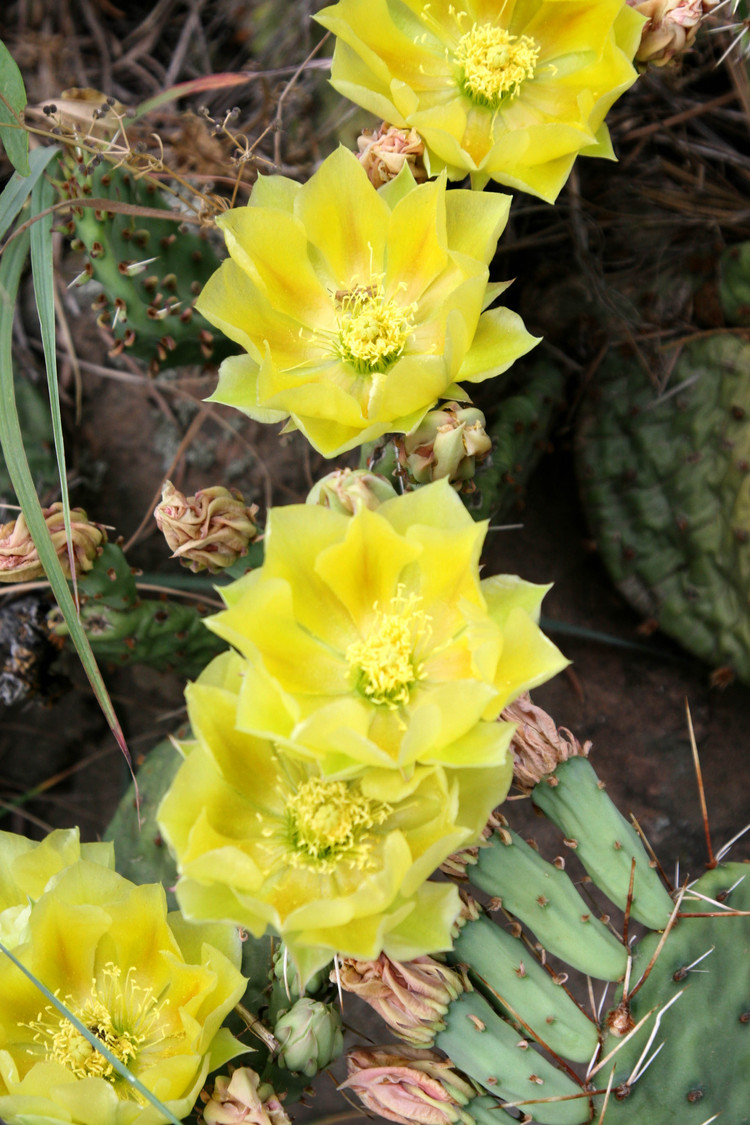 at the Denver gardens