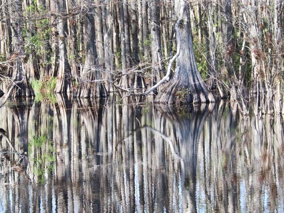 in the everglades_065