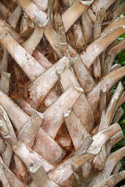 misc_pineapple palm_056