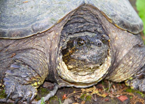 3_rep_Snapper_ 024