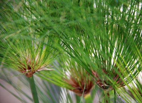 gr_grasses_084