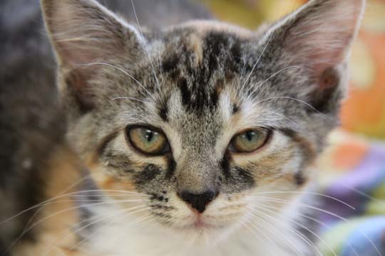 ca_Guard Kitty_0049