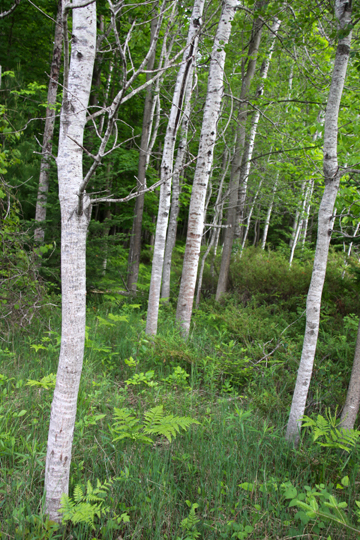 mi_Birch Tree woods 138