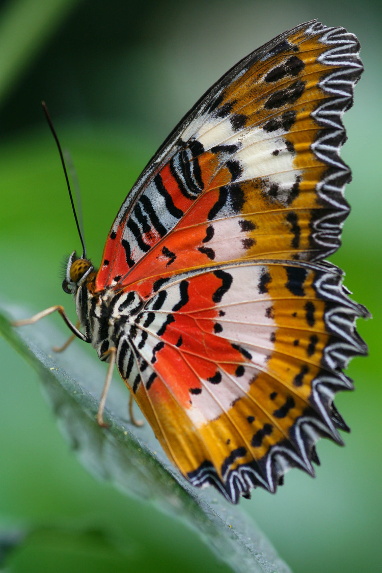 orange butterfly