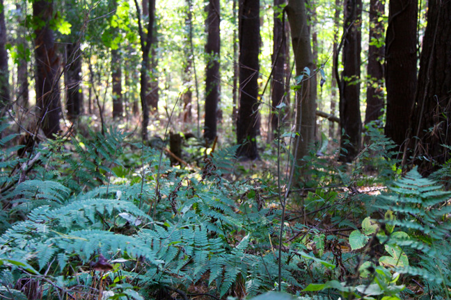 the fern fronds