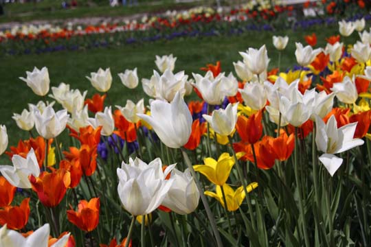 _mi_Mix tulips_0039