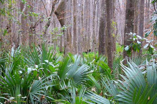 sc_the woods in the swamp_088