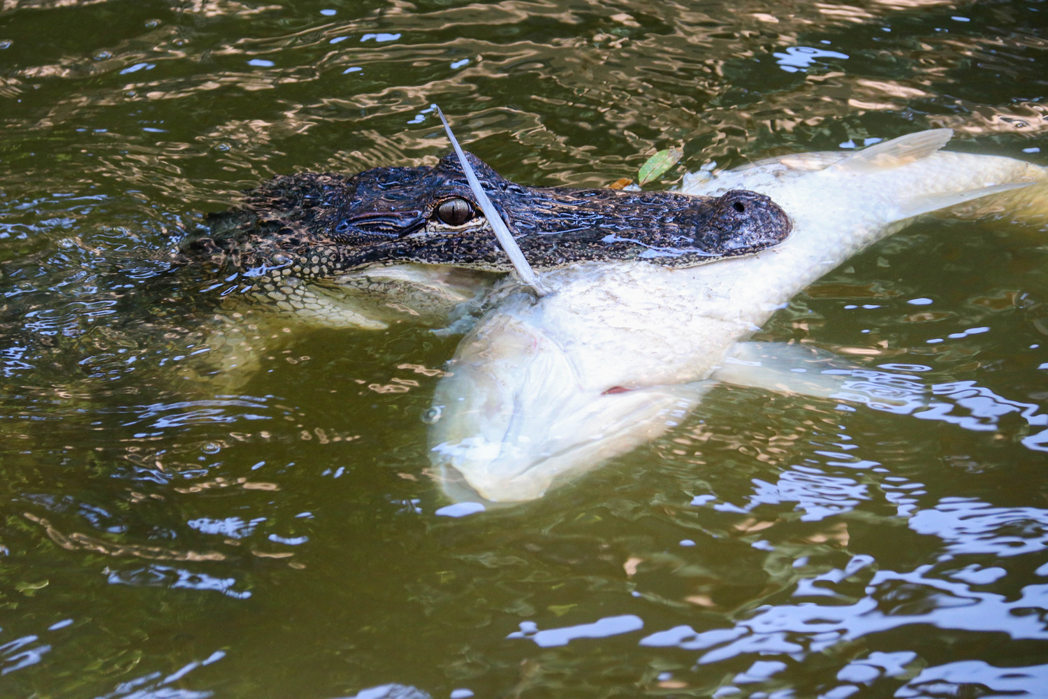 little gator with a big appetite