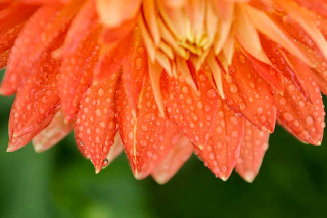 dalia  with dewdrops