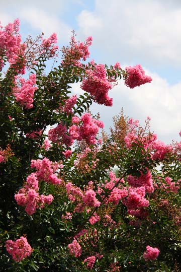 nc_Crepe Myrtle 028.