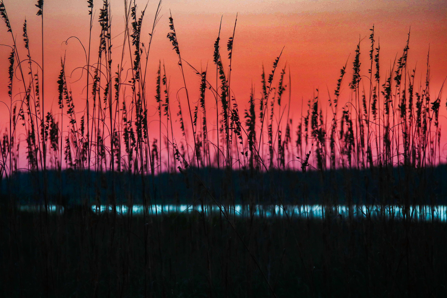 sea oats at sunset