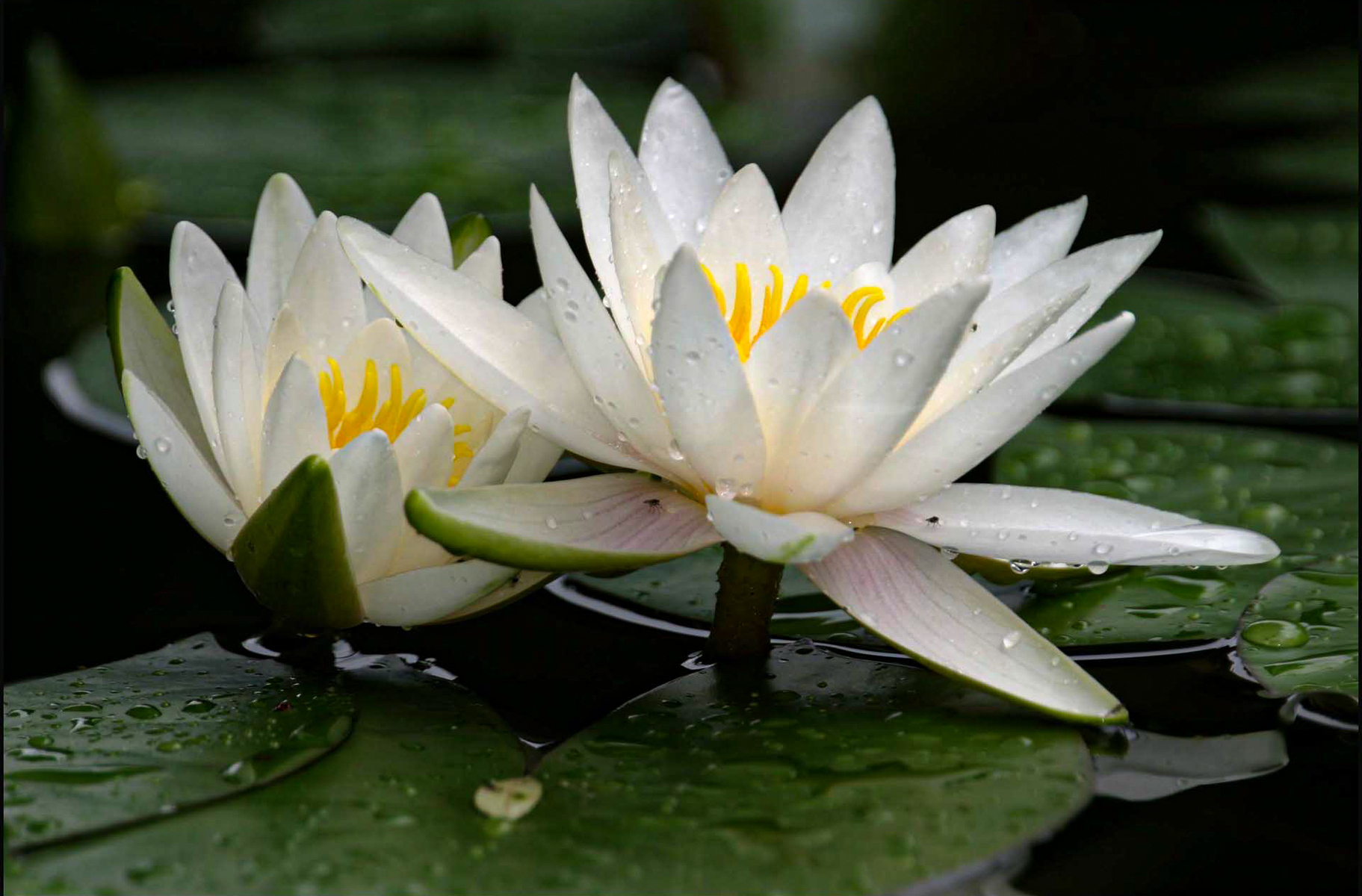pond lilies