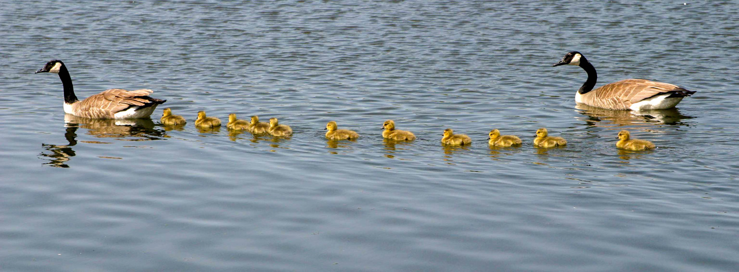 long line  of geese