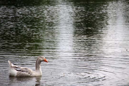 3_bi_the gander_ 048