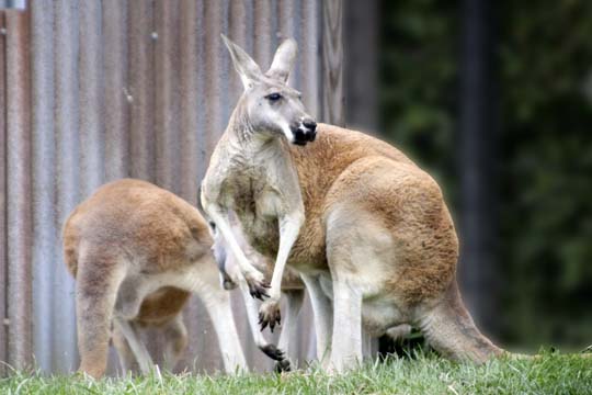 3_ka_Roos_2315