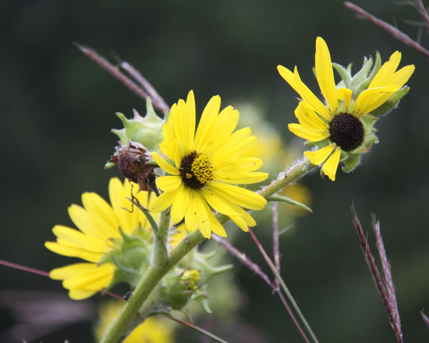 ye_yellow flowers 258