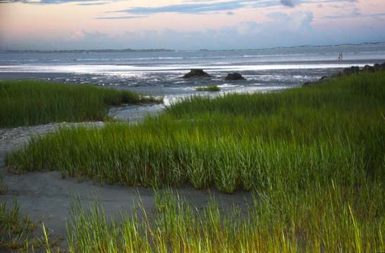landscape gallery_south_sc