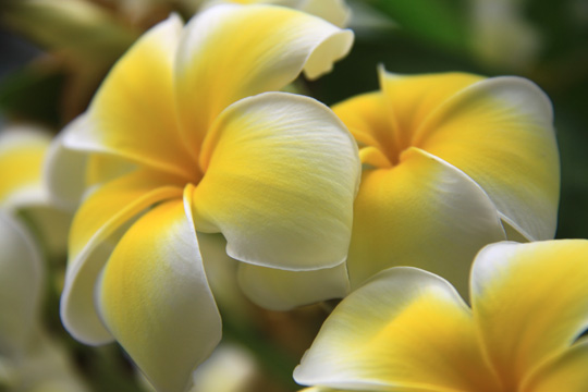 plants yellow and white gallery