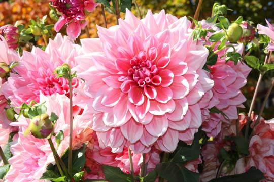 pin_Dalias_0697